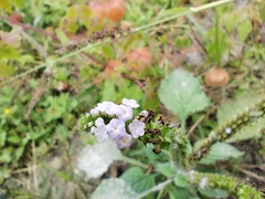 Heliotropium indicum