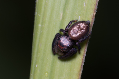 Simaethina