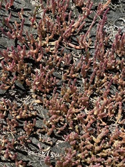 Salicornia natalensis