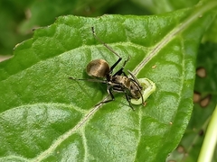 Myrma