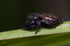 Simaethina