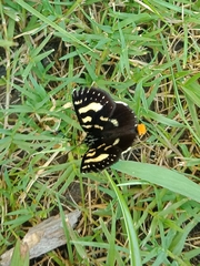 Phalaenoides tristifica