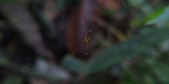 Nephila