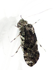 Nimbopsocus australis