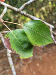 Pyrus pyrifolia