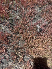 Salicornia natalensis