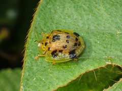 Laccoptera