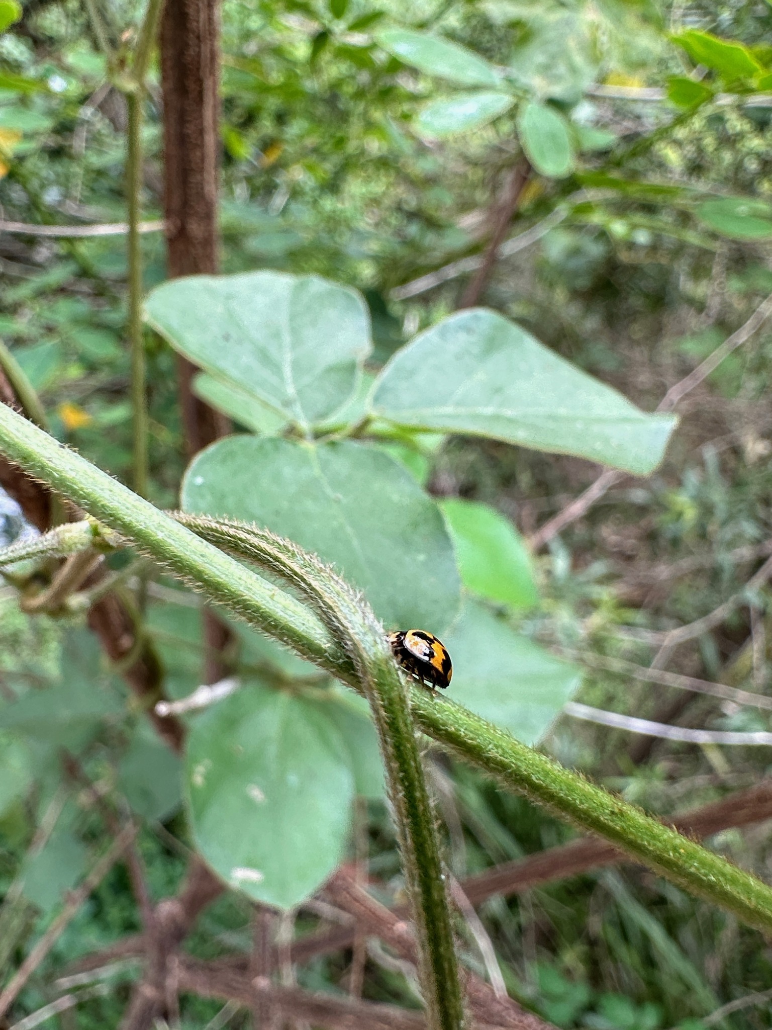 Coccinellidae