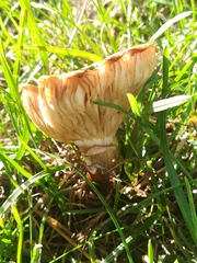 Fungi
