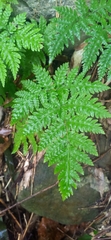 Tectaria devexa