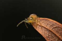 Lysiteles