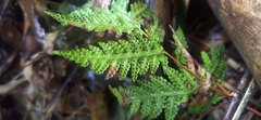 Tectaria devexa