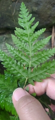 Tectaria devexa