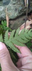 Tectaria devexa