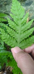 Tectaria devexa