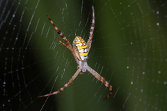 Argiope picta