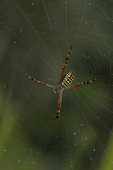 Argiope picta