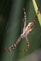 Argiope picta
