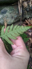 Tectaria devexa