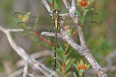 Austrogomphus ochraceus