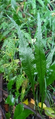 Leptochilus wrightii