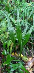 Leptochilus wrightii
