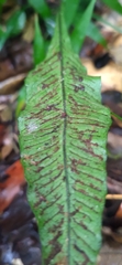 Leptochilus wrightii