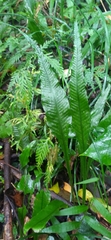Leptochilus wrightii