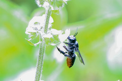 Megachile punctata