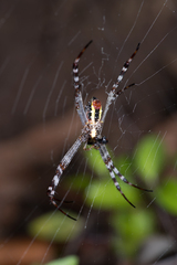 Argiope picta