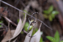 Argiope picta