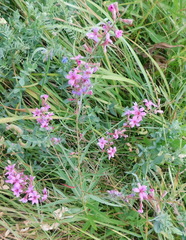 Lythrum virgatum