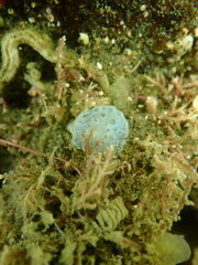 Eudistoma