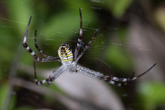 Argiope picta