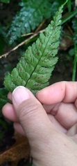 Hymenasplenium excisum