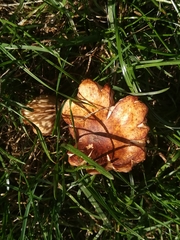 Fungi