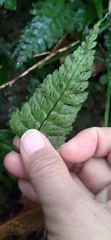 Hymenasplenium excisum