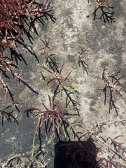 Salicornia meyeriana