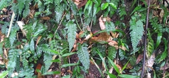 Hymenasplenium excisum