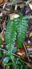 Hymenasplenium excisum