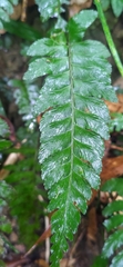 Hymenasplenium excisum