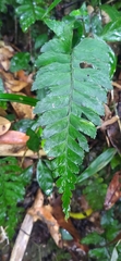Hymenasplenium excisum