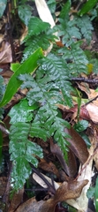 Hymenasplenium excisum