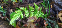 Pteris dispar