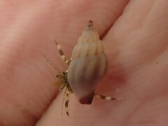 Neoguraleus lyallensis