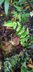 Pteris dispar