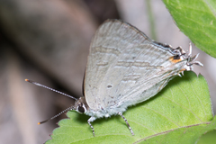 Hypolycaena phorbas