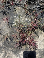 Salicornia meyeriana