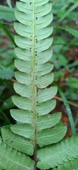 Christella ensifera