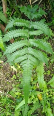 Christella ensifera